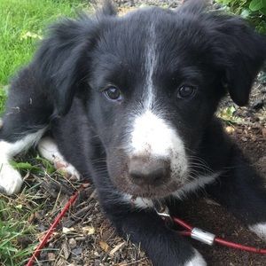 Meet your Posher, Betsy